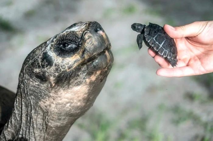 Sự ra đời của rùa con còn mang ý nghĩa đối với hoạt động bảo tồn rùa Galápagos. Ảnh: Zoo Miami