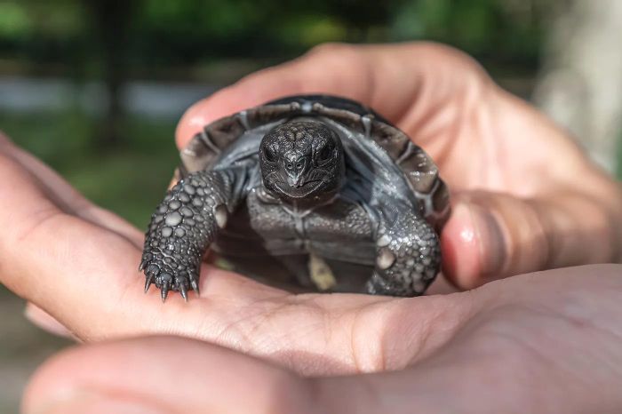 Rùa con được nhận xét khỏe mạnh, hoạt bát và tràn đầy năng lượng. Ảnh: Zoo Miami