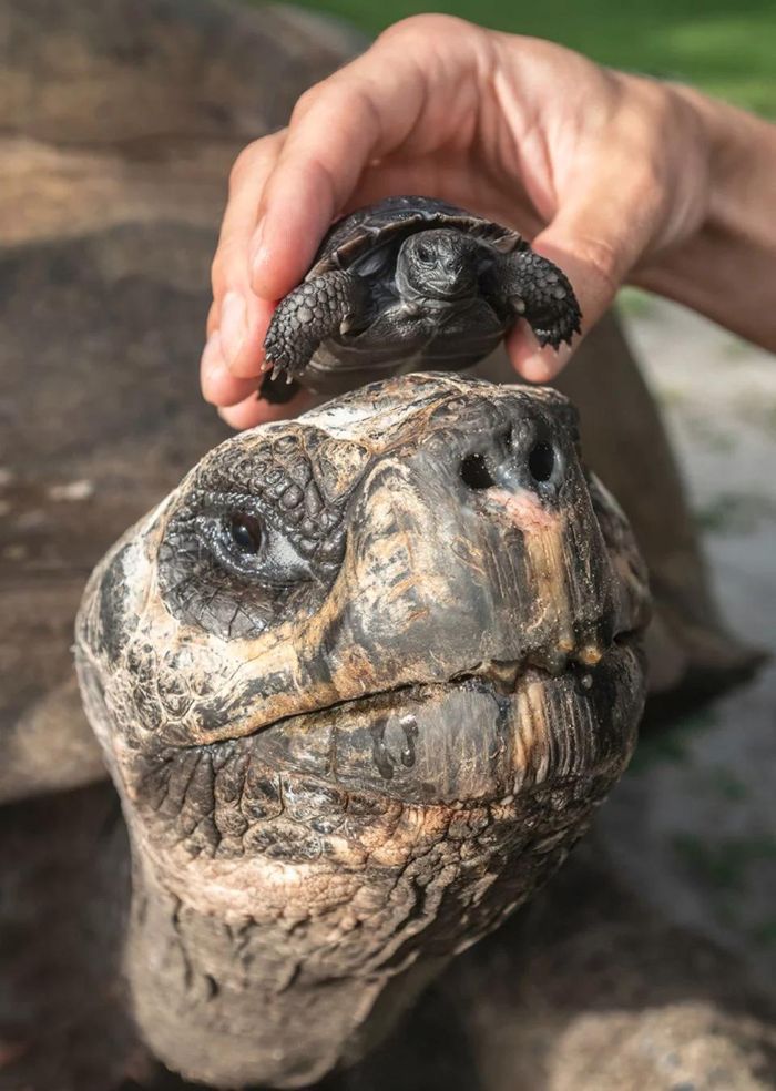 Rùa bố là Goliath và hậu duệ nhí của mình. Ảnh: Zoo Miami/AP