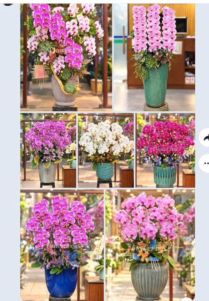 Những chậu lan được người bán giới thiệu có giá 5 triệu đồng/chậu. Ảnh chụp màn hình. 