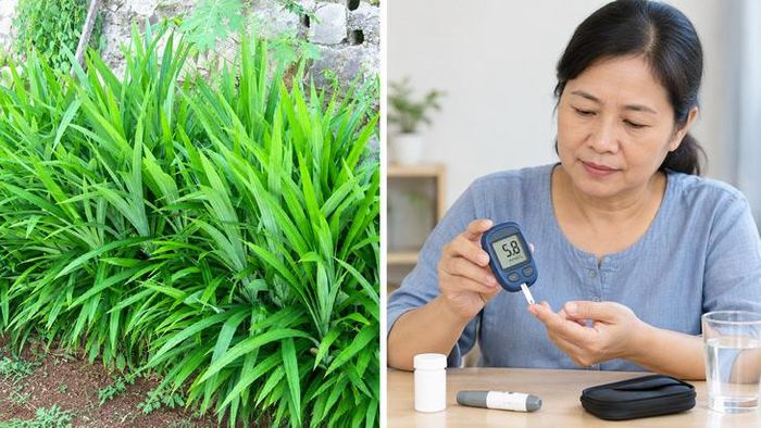 Người bệnh đái tháo đường không được tự ý giảm liều hoặc ngừng thuốc để chuyển sang uống nước lá dứa. Ảnh: AI.