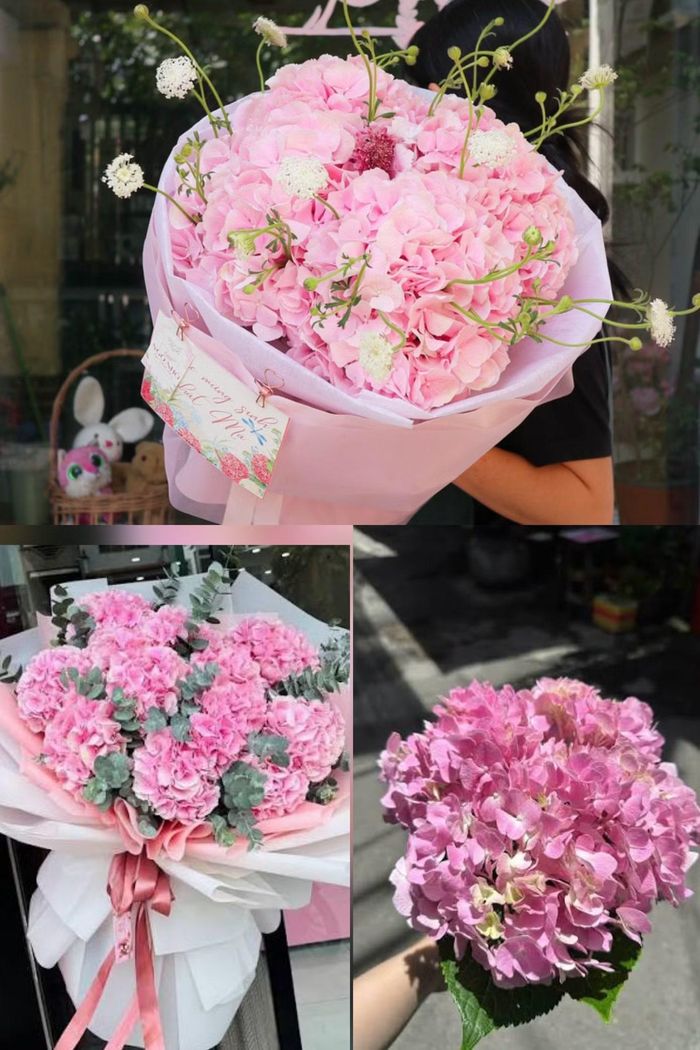 Hoa cẩm tú cầu.