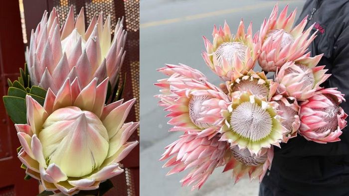 Hoa thảo đường hoàng đế.