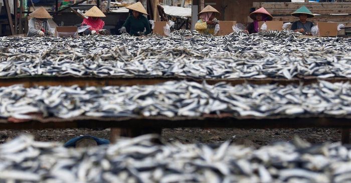 Biến động khí hậu làm thay đổi môi trường sống của nhiều loài cá. Ảnh: Reuters.