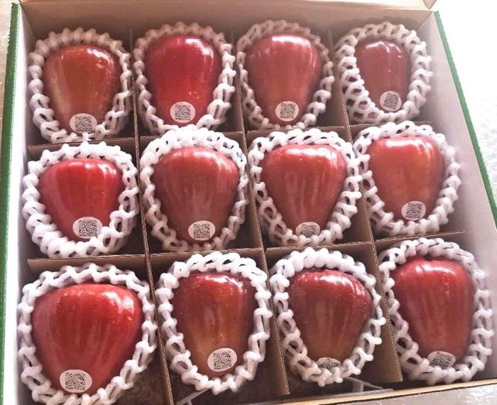 Mận hồng Sân Tiên sau khi thu hoạch được xử lý an toàn và đóng hộp, dán tem trước khi cung cấp ra thị trường