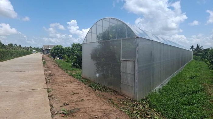 Vườn mận của ông Phục được thiết kế bài bản và đầu tư nhà lưới, đảm bảo sản xuất sạch, hữu cơ và an toàn