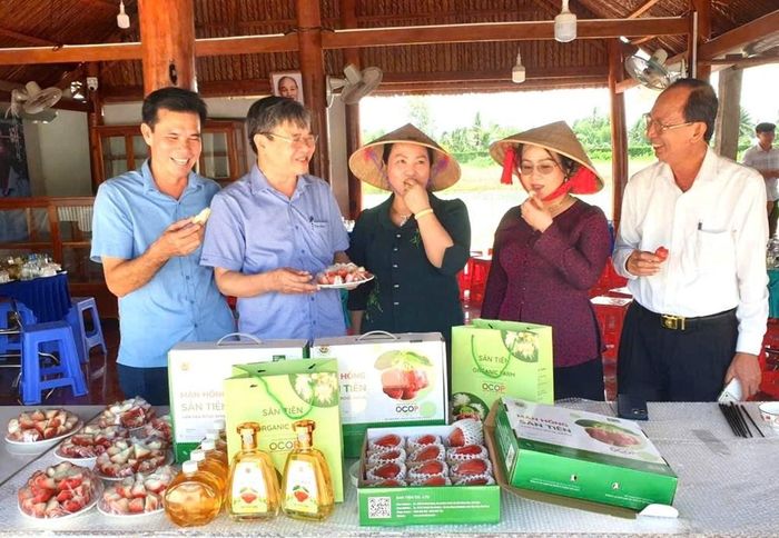 Chủ tịch UBND TP. Cần Thơ Trương Cảnh Tuyên (thứ hai từ trái vào) trong chuyến ghé thăm mô hình mận hồng Sân Tiên ở Cù Lao Dung