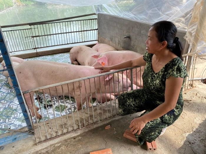 Ngành Chăn nuôi và Thú y TP. Cần Thơ khuyến cáo các hộ chăn nuôi tăng cường phòng bệnh dịch tả heo châu Phi đang diễn biến phức tạp