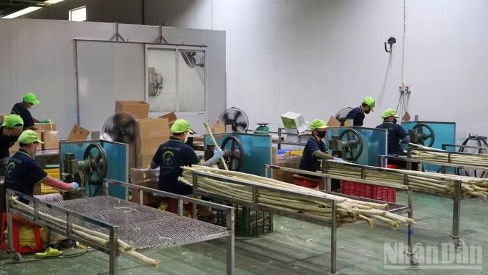 Sản lượng lúa và mía trên địa bàn xã đều vượt chỉ tiêu hằng năm. (Ảnh: VĂN ÚT)