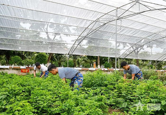 Vườn tăng gia được dựng khung, che lưới hạn chế tác động của thời tiết.