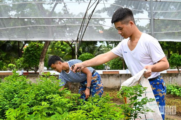 Chiến sĩ Lữ đoàn 167 tích cực tăng gia, chăm sóc vườn rau.
