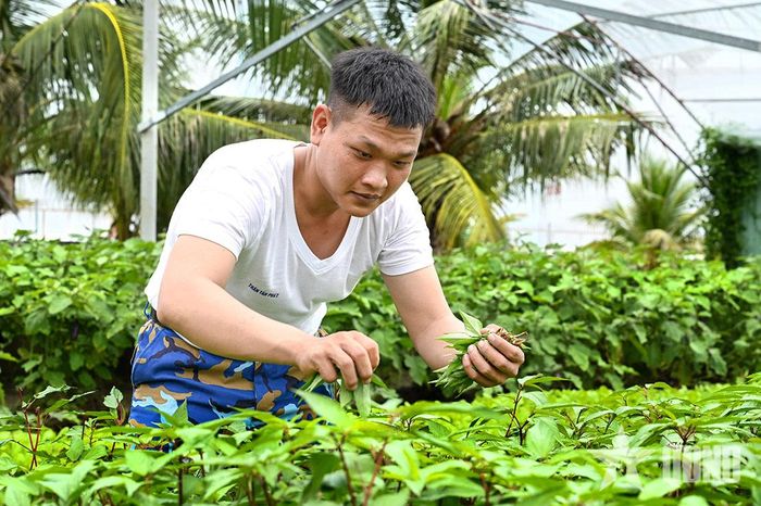 Hái rau xanh cải thiện bữa ăn.