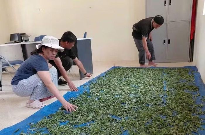 Người dân học kỹ năng chế biến chè thành phẩm.