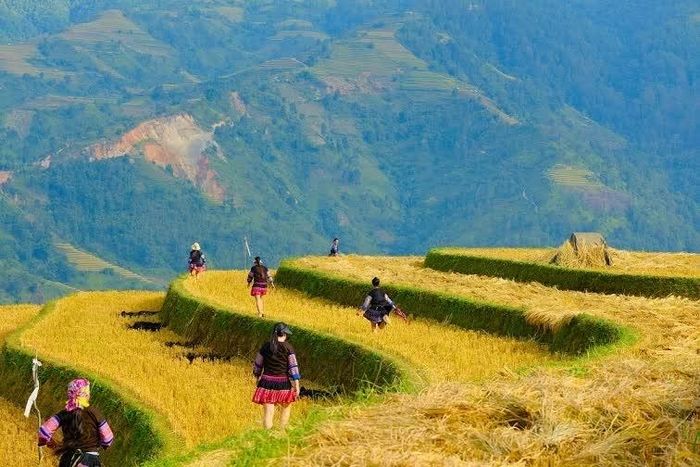 Giải chạy dành cho nữ mang tên “Váy xòe trên sóng lúa” diễn ra trên cung đường dài khoảng 4 - 5 km xuyên qua không gian ruộng bậc thang. (Ảnh: Việt Hoàng)