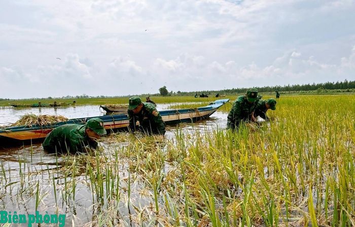 Đoàn viên, thanh niên Bộ đội Biên phòng tỉnh Tây Ninh giúp người dân thu hoạch lúa bị ngập nước, hạn chế thiệt hại do mưa lũ. Ảnh: Đơn vị cung cấp
