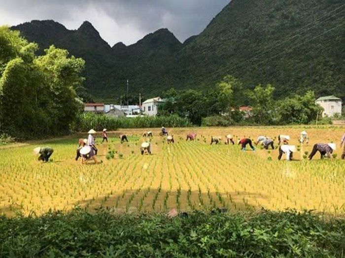 Nhờ vốn chính sách , vùng núi cao Hà Quảng phát triển các mô hình sản xuất hiệu quả