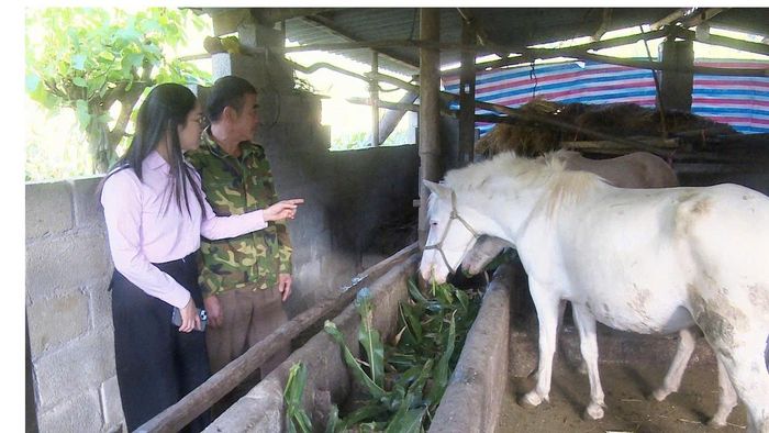 Nhờ vốn chính sách , vùng núi cao Hà Quảng phát triển các mô hình sản xuất hiệu quả