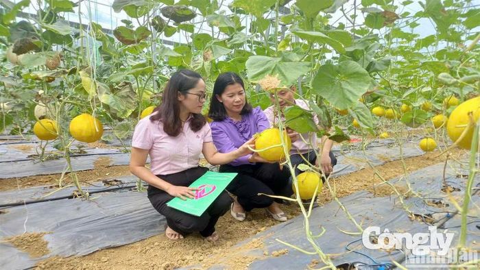 Nhờ vốn chính sách , vùng núi cao Hà Quảng phát triển các mô hình sản xuất hiệu quả