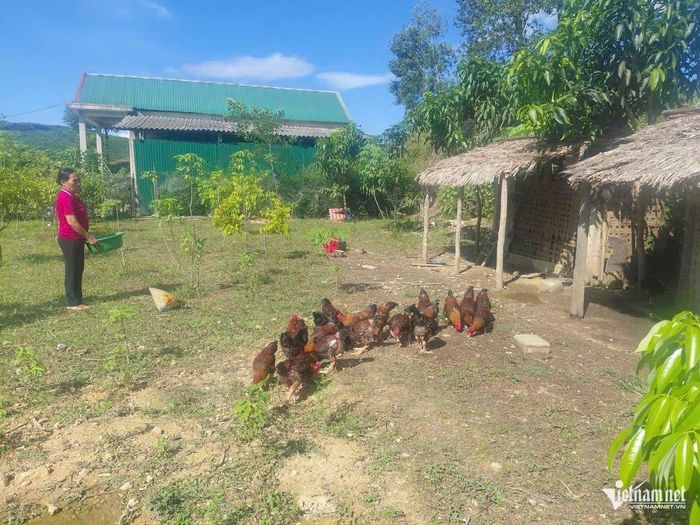 Hiện bà Lâm vẫn là tấm gương về lao động, phát triển kinh tế hộ gia đình ở bản