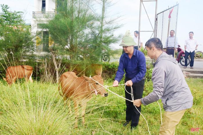 Mỗi con bê giống trị giá 12 triệu đồng, được trích hỗ trợ từ nguồn Quỹ Cứu trợ tỉnh Hà Tĩnh. Những con giống này đã được lựa chọn cẩn thận, có chất lượng tốt, đã được tiêm phòng dịch, hầu hết là bê nái.
