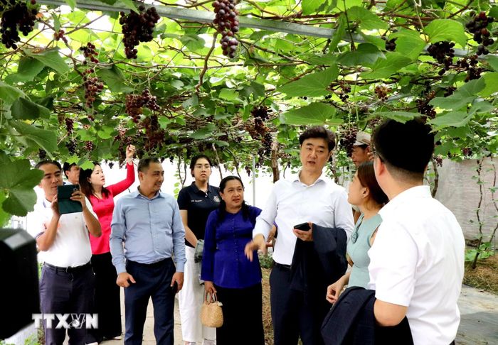 Vĩnh Long ưu tiên nguồn lực cho nông nghiệp hiện đại, giá trị cao. (Ảnh: Phúc Sơn/TTXVN)