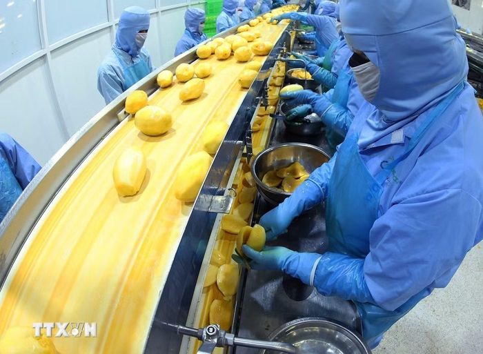 Chế biến sản phẩm xoài đông lạnh xuất khẩu. (Ảnh: Vũ Sinh/TTXVN)