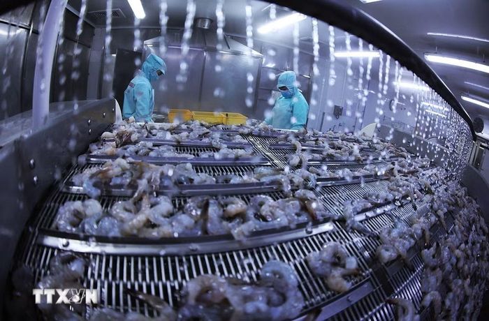 Cấp đông sản phẩm tôm, đảm bảo tiêu chuẩn xuất khẩu. (Ảnh: Vũ Sinh/TTXVN)
