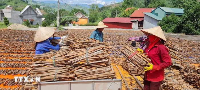 Lao động nữ tại Hợp tác xã quế Hữu cơ Chiến Thắng (Lào Cai). (Ảnh: TTXVN)