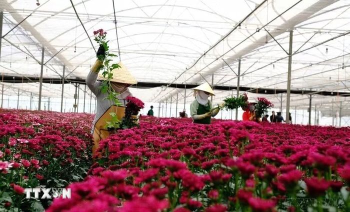 Hoa tươi, sản phẩm xuất khẩu chủ lực của Lâm Đồng sang thị trường Đan Mạch, Nhật Bản, Australia... (Ảnh: Nguyễn Dũng/TTXVN)
