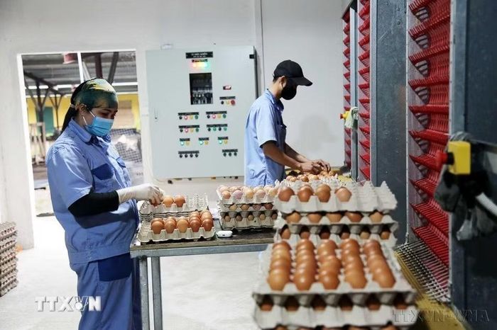 Công ty Hoàng Văn (xã Lệ Ninh, Quảng Trị) nuôi gà đẻ trứng theo công nghệ Đan Mạch và vận hành theo mô hình tự động hóa đang mang lại hiệu quả kinh tế cao. (Ảnh: Tá Chuyên/TTXVN)