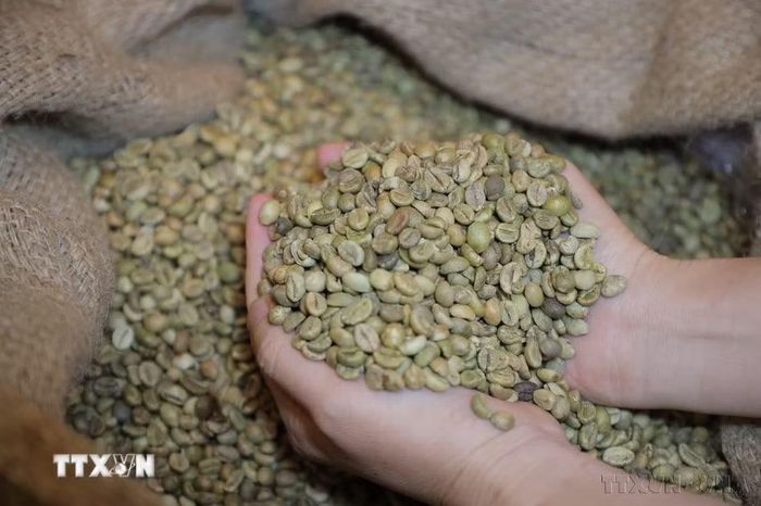 Mặt hàng xuất khẩu chủ yếu của Việt Nam sang Đan Mạch gồm dệt may, giày dép, đồ gỗ, hàng thủ công mỹ nghệ, thiết bị điện và cà phê. Trong ảnh: Cà phê Robusta của Việt Nam. (Ảnh: Hương Giang/TTXVN)
