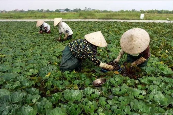 Người dân thu hoạch củ ấu khi vào mùa. (Ảnh: TTXVN phát)