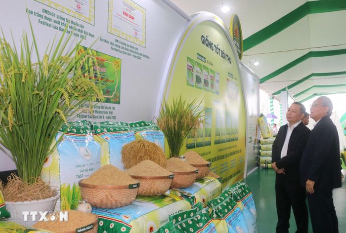 Canh tác lúa theo hướng bền vững giảm phát thải. (Ảnh: Công Mạo/TTXVN)