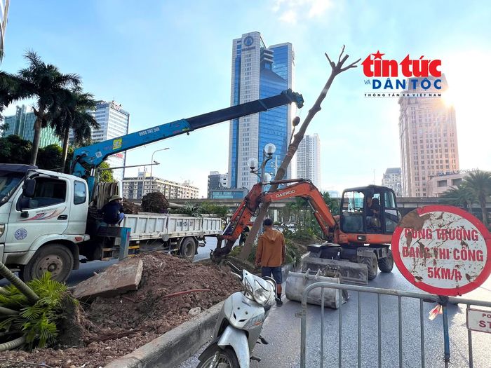 Các công nhân và máy móc tiến hành di dời hàng cây xanh trên dải phân cách giữa đường Dương Đình Nghệ.