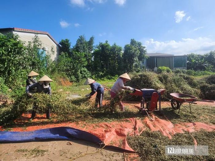 Mô hình HTX đã tạo việc làm cho nhiều phụ nữ địa phương.