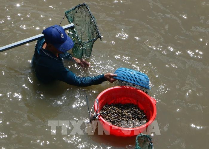 Mùa nước nổi ở Cần Thơ với những cánh đồng mênh mang và sản vật phong phú. Ảnh: Duy Khương – TTXVN