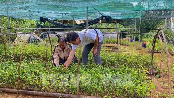 Thành phố Đà Nẵng đang hướng đến mục tiêu nông nghiệp, nông thôn không đơn thuần là nơi cung cấp nguyên liệu, mà phải tiến tới nền kinh tế nông nghiệp công nghệ cao và sản xuất hàng hóa tập trung. Ảnh minh hoạ: Xuân Quý - TTXVN