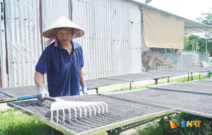 Tranh thủ những ngày nắng ráo trước mùa mưa, Hợp tác xã Sản xuất dầu nguyên chất Bảo Tâm phơi khô nguyên liệu. Ảnh: PHAN VINH
