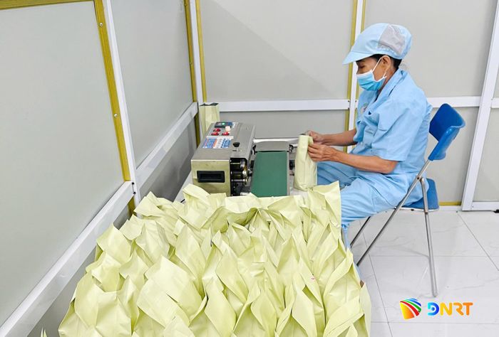 Hợp tác xã Nông nghiệp xanh Duy Oanh đang nỗ lực chuẩn bị cho đợt thương mại cao điểm cuối năm nay. Ảnh: PHAN VINH
