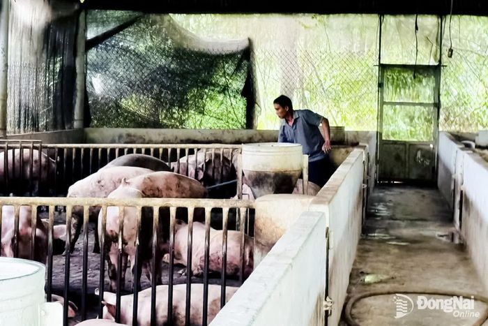Trang trại chăn nuôi heo tại ấp Sông Trầu 3, phường Trảng Bom. Ảnh: B.Nguyên