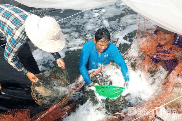 Giá tôm thẻ chân trắng tăng trở lại khoảng 2 tuần qua.