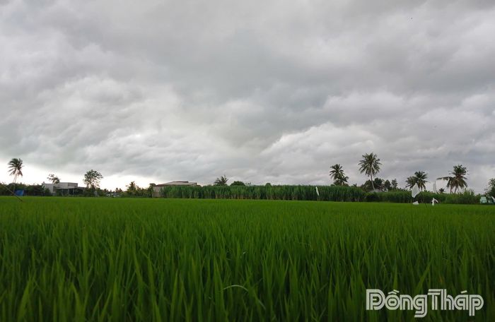 Dự báo, trong chiều tối nay đến 48 giờ tới, tỉnh Đồng Tháp có mưa trên diện rộng, rải rác có mưa vừa, mưa to.