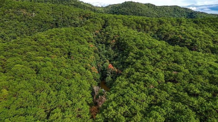  Gia Lai có nhiều lợi thế lớn về rừng. Ảnh: Hoàng Ngọc 