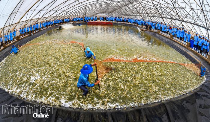 Ao nuôi tôm trong nhà kính của Tập đoàn Thủy sản Việt Úc.