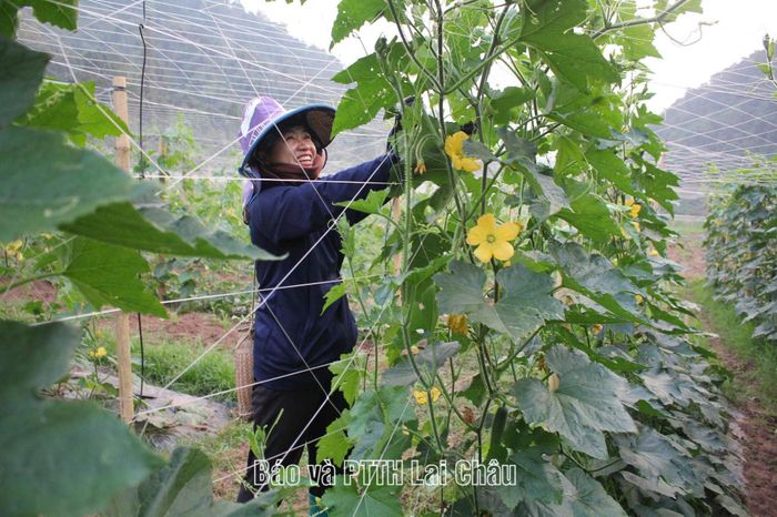 Triển khai các chương trình, chính sách góp phần thúc đẩy phát triển kinh tế - xã hội vùng đồng bào dân tộc thiểu số và miền núi trên địa bàn tỉnh Lai Châu.