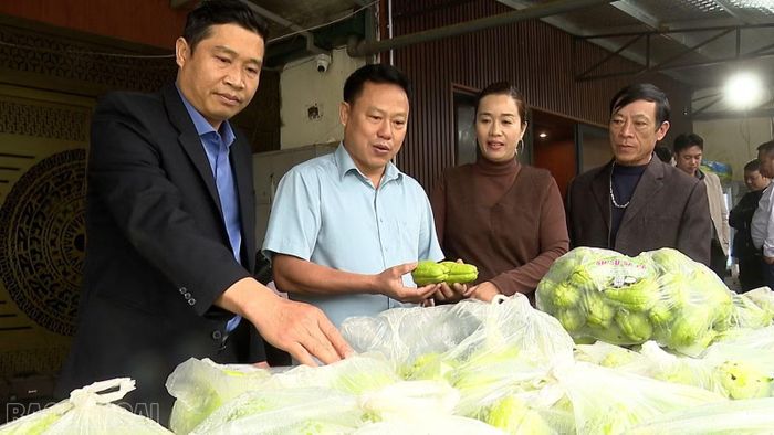 Lãnh đạo Liên minh Hợp tác xã tỉnh thăm mô hình liên kết trồng, tiêu thụ su su của Hợp tác xã Hoa Đào, phường Sa Pa.