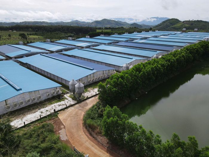 Dư địa chăn nuôi ở Tây Lâm Đồng còn khá nhiều