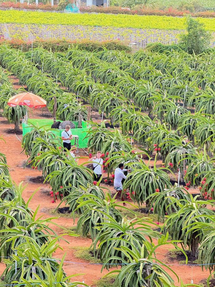 Mô hình nông nghiệp kết hợp du lịch tại xã Hòa Thắng
