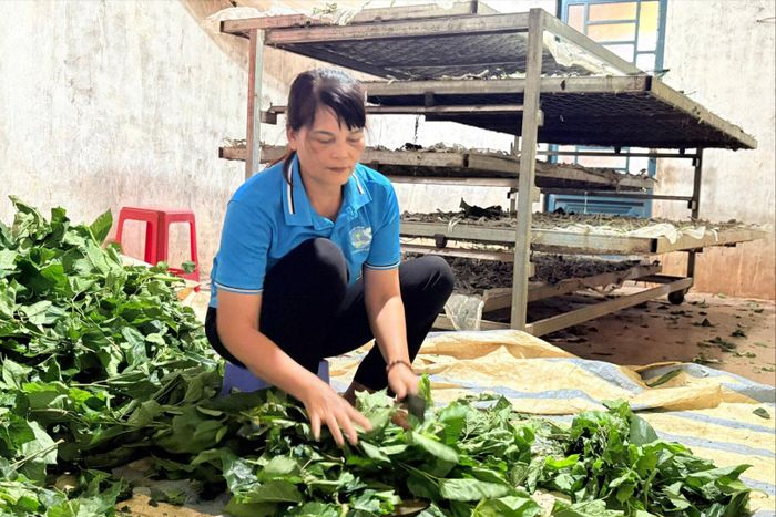 Mô hình trồng cà phê kết hợp trồng dâu, nuôi tằm giúp gia đình chị Trần Thị Kiều có nguồn thu nhập cao