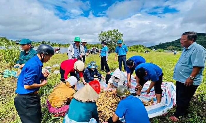Lãnh đạo xã Cát Tiên huy động lực lượng cùng Nhân dân hỗ trợ gia đình ông Vinh thu hoạch 9 sào khoai ngập lũ, đồng thời vận động người dân chung tay mua khoai, giảm thiệt hại. (Ảnh: CTV)